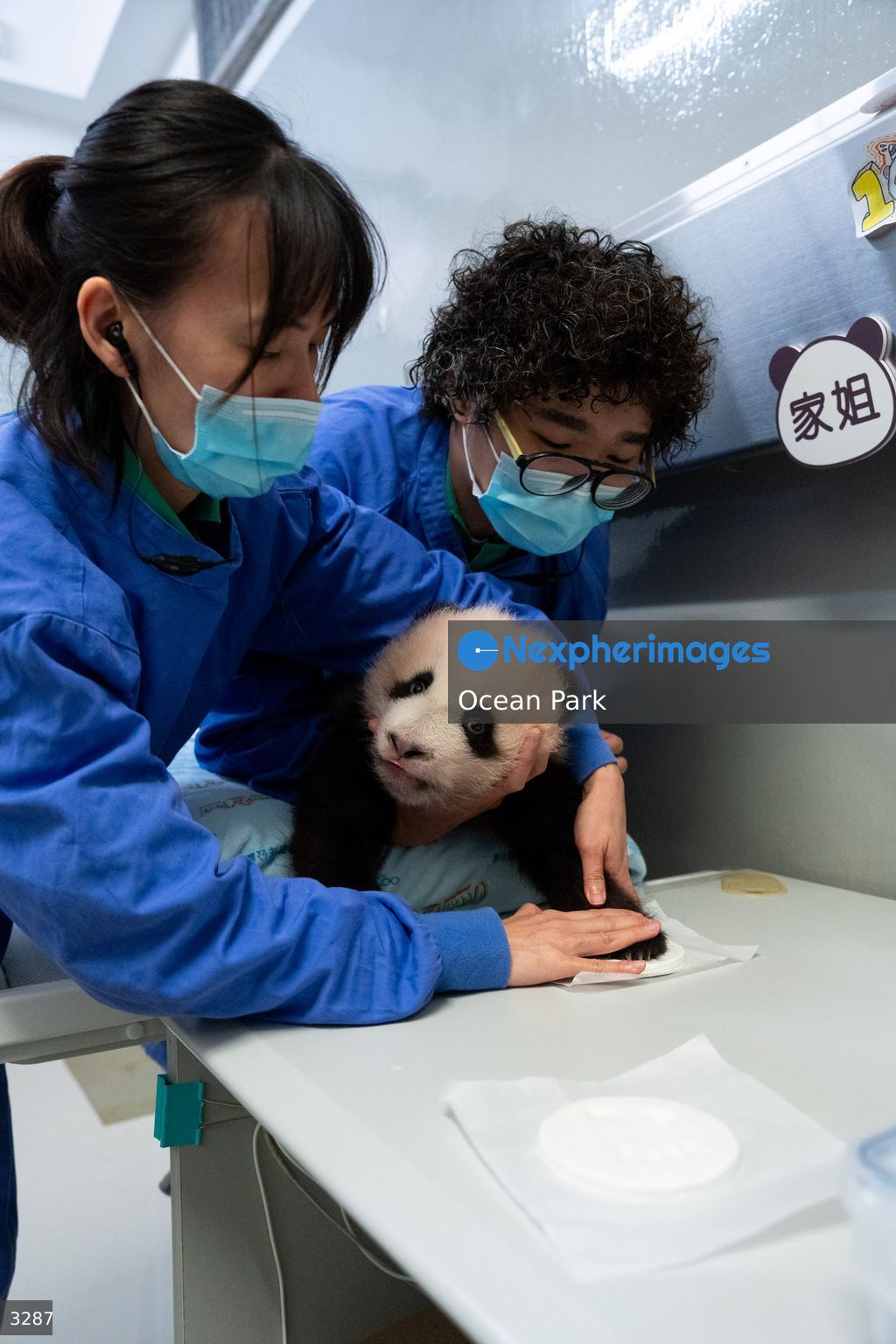 Hong Kong Born Baby Pandas Mark 100 Day Birthday
