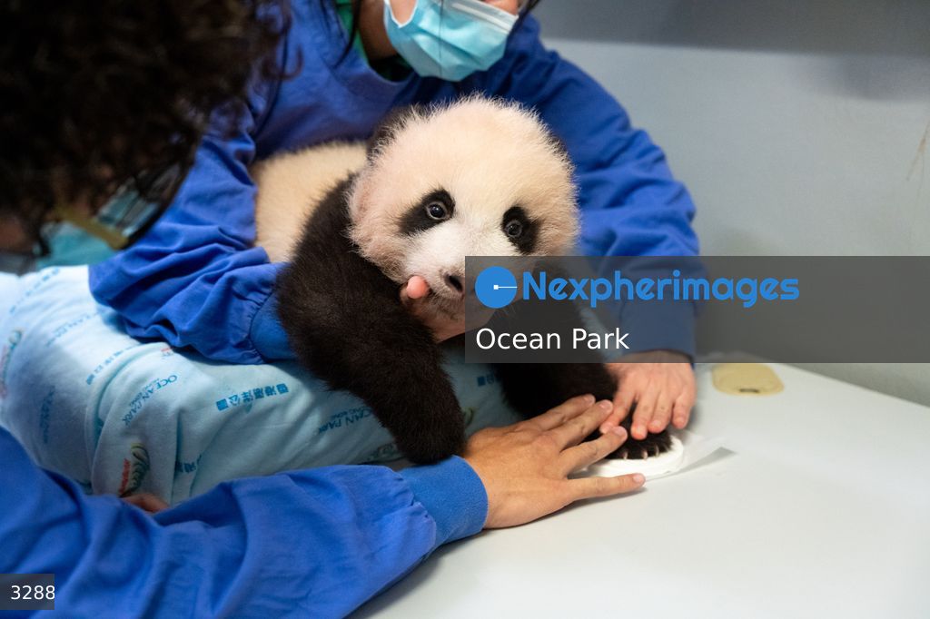 Hong Kong Born Baby Pandas Mark 100 Days Brithday