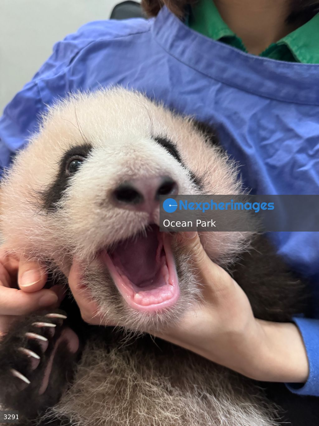 Hong Kong Born Baby Pandas Mark 100 Day Birthday