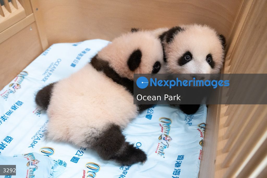 Hong Kong Born Baby Pandas Mark 100 Day Birthday