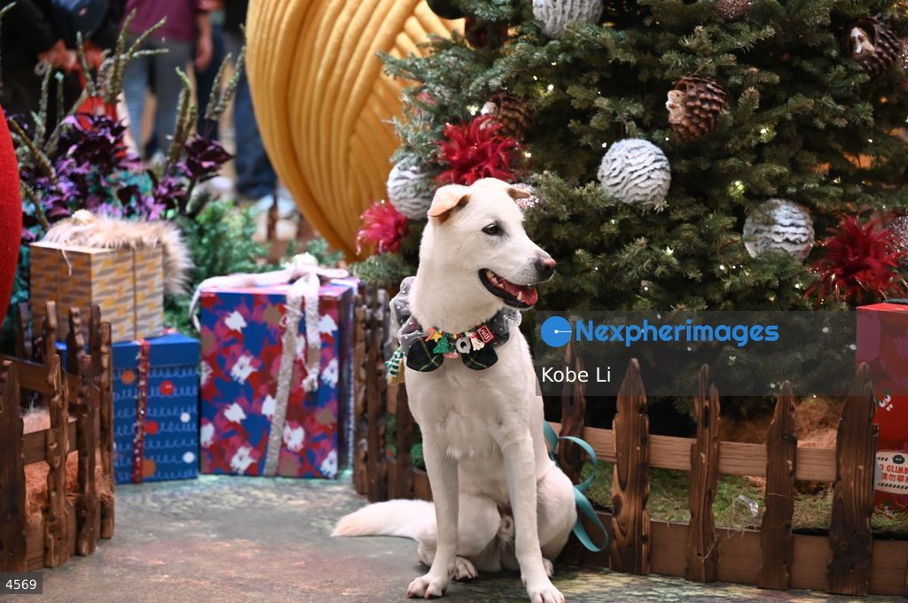 Hong Kong Christmas