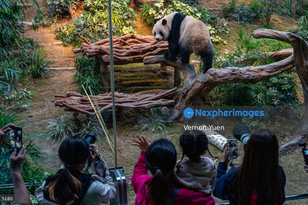 Hong Kong Giant Panda Gifted by China to Meet Public Today