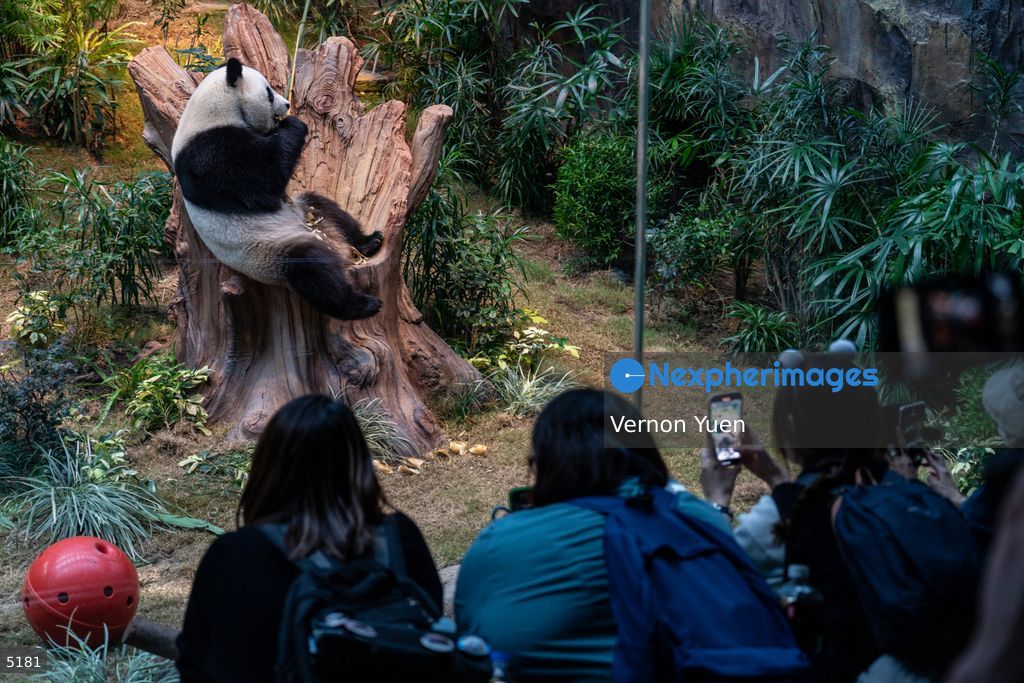 Hong Kong Giant Panda Gifted by China to Meet Public Today