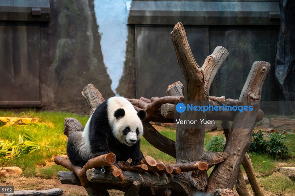 Hong Kong Giant Panda Gifted by China to Meet Public Today