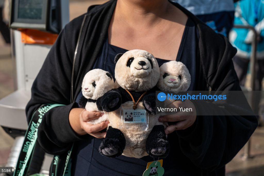 Hong Kong Giant Panda Gifted by China to Meet Public Today