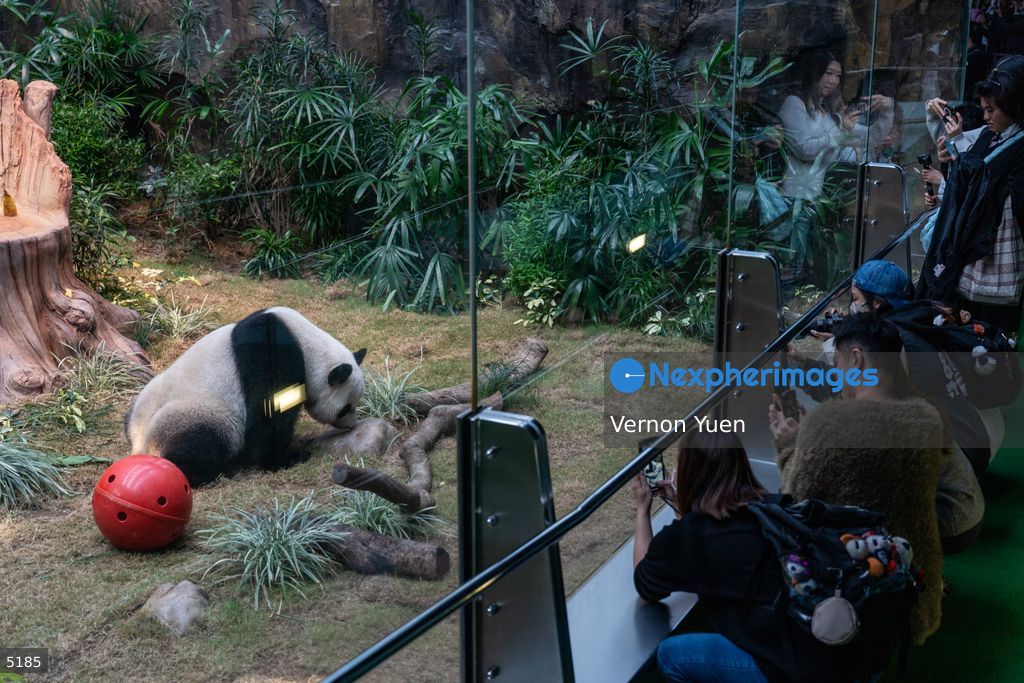 Hong Kong Giant Panda Gifted by China to Meet Public Today