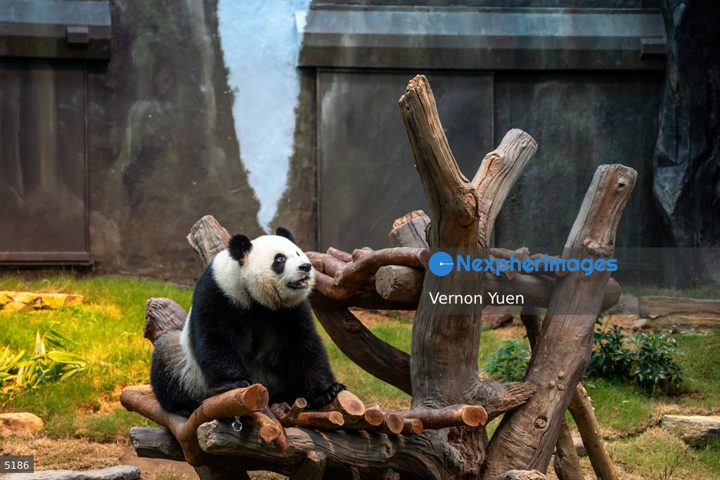 Hong Kong Giant Panda Gifted by China to Meet Public Today