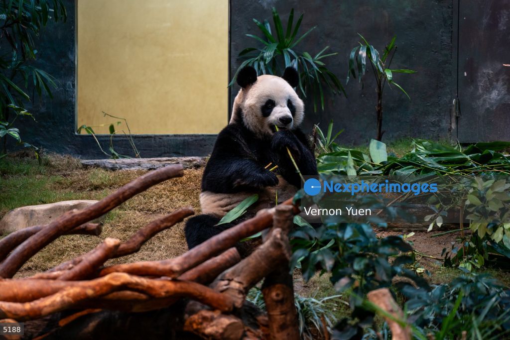Hong Kong Giant Panda Gifted by China to Meet Public Today