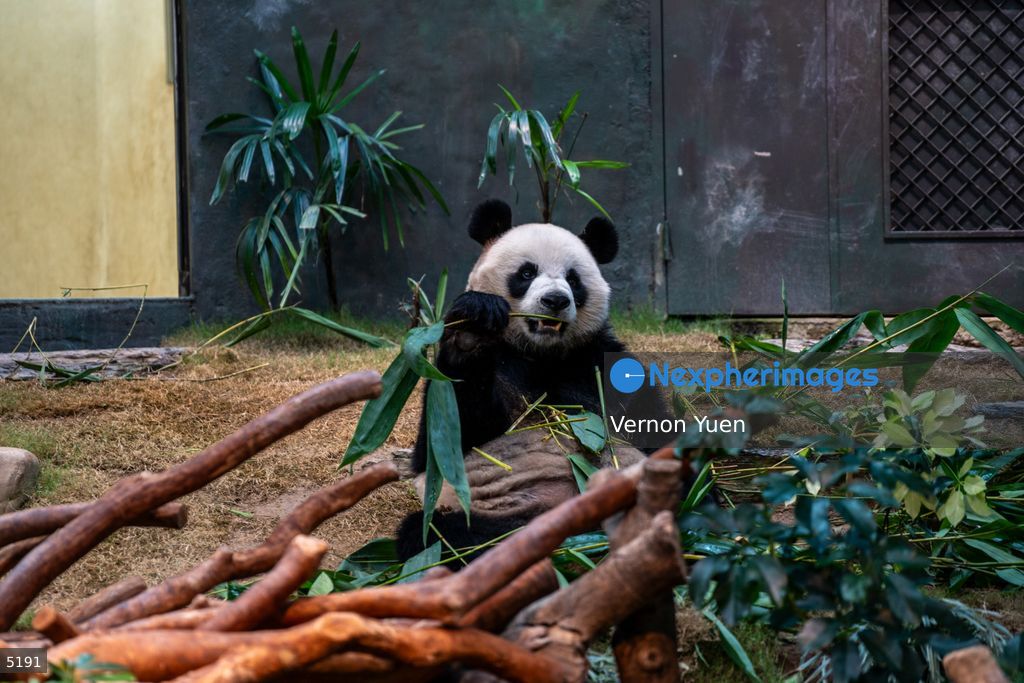 Hong Kong Giant Panda Gifted by China to Meet Public Today