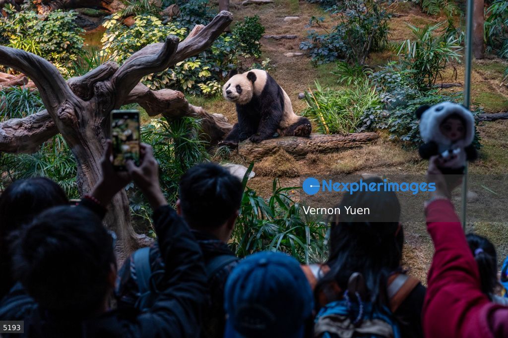 Hong Kong Giant Panda Gifted by China to Meet Public Today