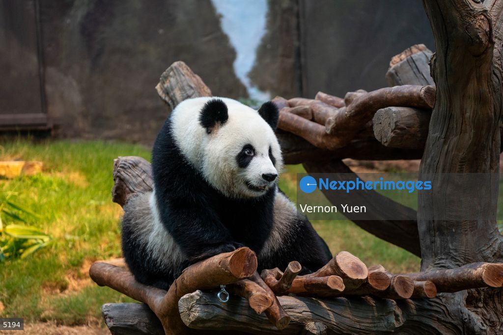 Hong Kong Giant Panda Gifted by China to Meet Public Today