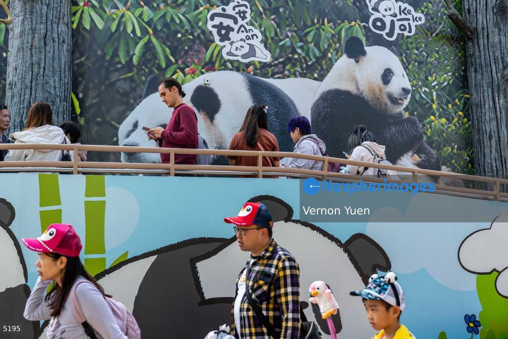 Hong Kong Giant Panda Gifted by China to Meet Public Today