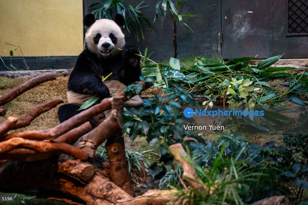 Hong Kong Giant Panda Gifted by China to Meet Public Today