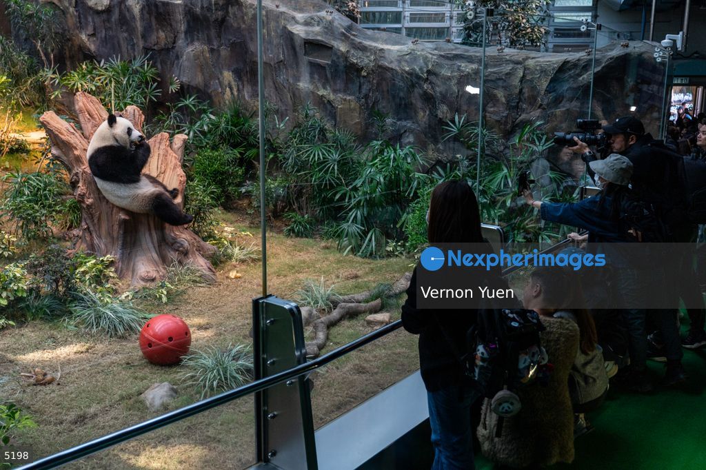 Hong Kong Giant Panda Gifted by China to Meet Public Today