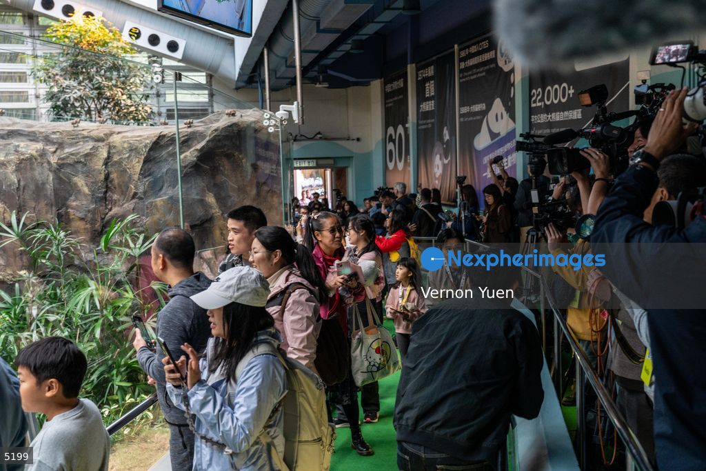 Hong Kong Giant Panda Gifted by China to Meet Public Today