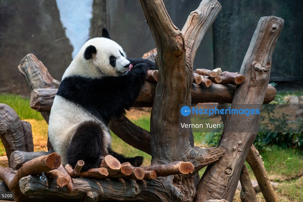 Hong Kong Giant Panda Gifted by China to Meet Public Today