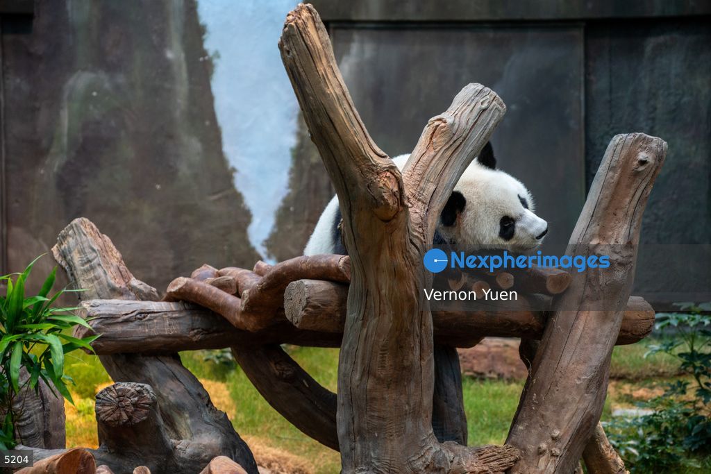 Hong Kong Giant Panda Gifted by China to Meet Public Today