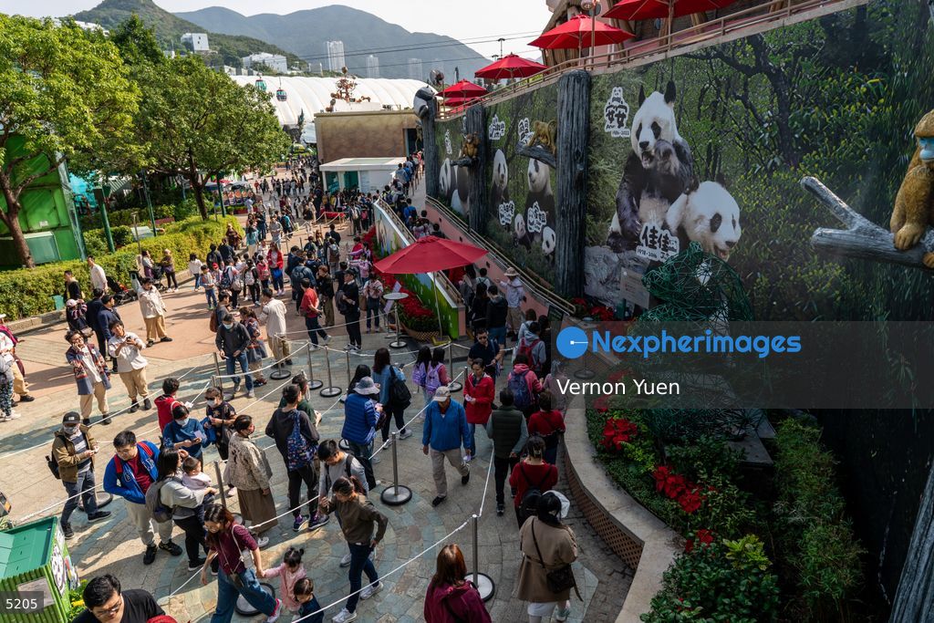 Hong Kong Giant Panda Gifted by China to Meet Public Today
