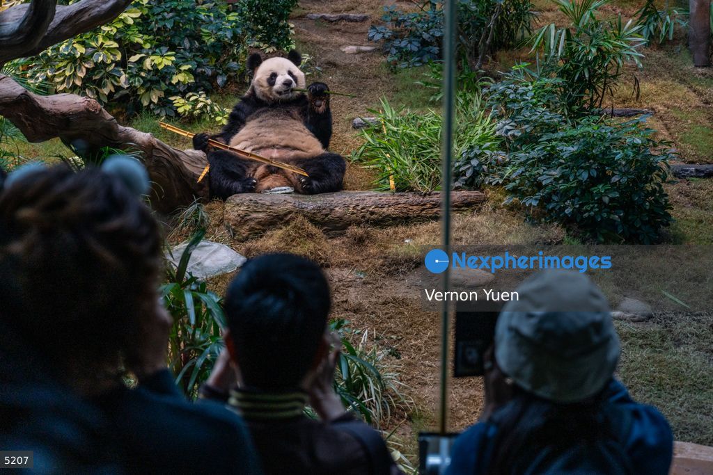Hong Kong Giant Panda Gifted by China to Meet Public Today