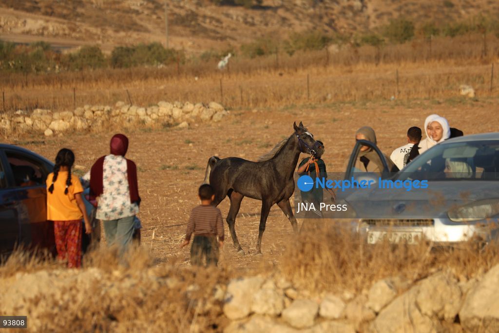 AL-MAJD, HEBRON, OCCUPIED WEST BANK, SEPTEMBER 18, 2026: Palestinian riders compete in a race featuring purebred Arabian horses in the village of Al-Majd, near Dura, south of Hebron, as local equestrian activities resume following a suspension during the war in Gaza. Photo by Mosab Shawer / JNA Press. (Photo by Mosab shawer/JNA Press via Nexpher Images)