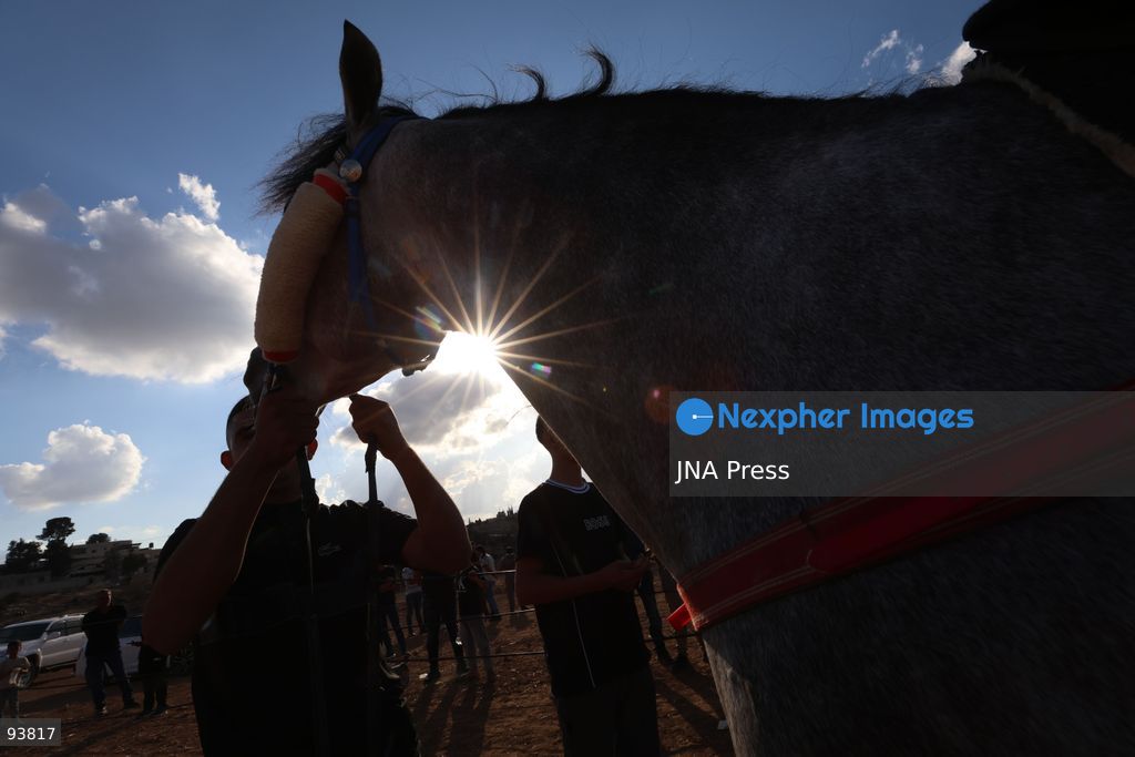 AL-MAJD, HEBRON, OCCUPIED WEST BANK, SEPTEMBER 18, 2026: Palestinian riders compete in a race featuring purebred Arabian horses in the village of Al-Majd, near Dura, south of Hebron, as local equestrian activities resume following a suspension during the war in Gaza. Photo by Mosab Shawer / JNA Press. (Photo by Mosab shawer/JNA Press via Nexpher Images)