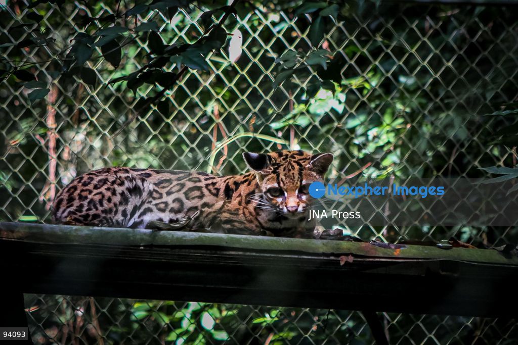 LOS YUNGAS, BOLIVIA, SEPTEMBER 18, 2026: A Tilcayo (Leopardus tilcayo), a newly identified species of wild cat native to Bolivia’s Yungas cloud forests. Scientists formally described the species in research published this week, marking the first time a new living wild cat species has been scientifically named and described in more than a century. Genetic research found the Tilcayo to be distinct from other South American tiger cats. Photo by Abad Miranda / JNA Press. (Photo by Abad Miranda/JNA Press via Nexpher Images)