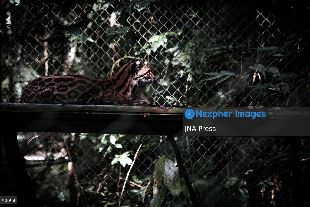LOS YUNGAS, BOLIVIA, SEPTEMBER 18, 2026: A Tilcayo (Leopardus tilcayo), a newly identified species of wild cat native to Bolivia’s Yungas cloud forests. Scientists formally described the species in research published this week, marking the first time a new living wild cat species has been scientifically named and described in more than a century. Genetic research found the Tilcayo to be distinct from other South American tiger cats. Photo by Abad Miranda / JNA Press. (Photo by Abad Miranda/JNA Press via Nexpher Images)