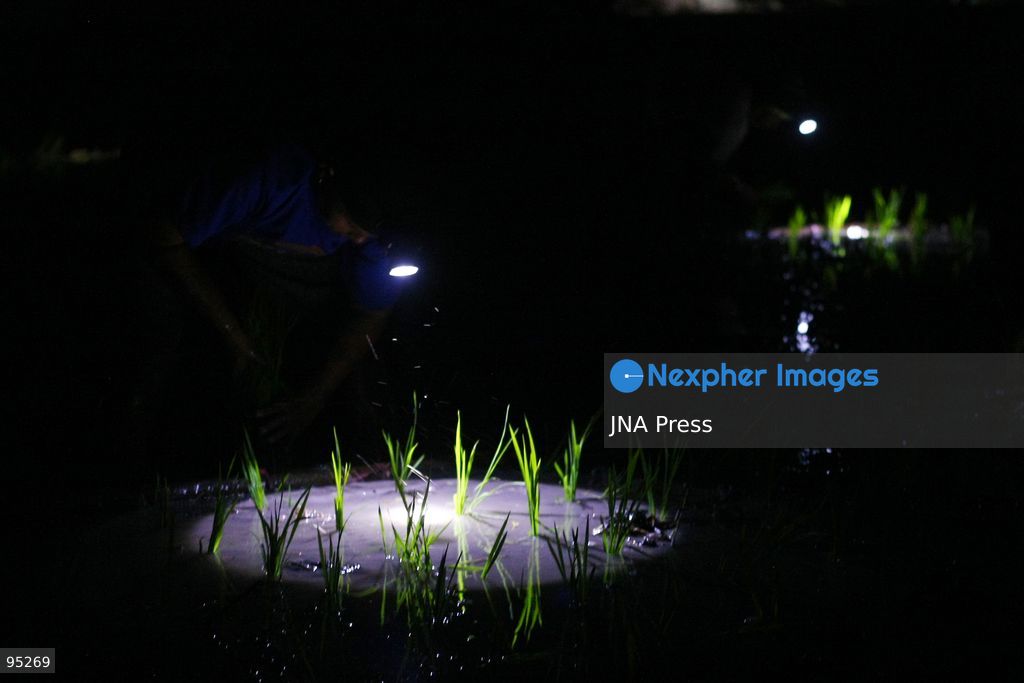 NGAWI, EAST JAVA, INDONESIA, SEPTEMBER 20, 2026: Farm workers plant rice at night in Ngawi, East Java, as farmers adjust their working hours to avoid high daytime temperatures during the dry season. Agricultural workers in the area have increasingly moved rice planting to nighttime, when temperatures are cooler and conditions are more manageable for fieldwork. Photo by Hayu Yudha / JNA Press. (Photo by Hayu Yudha Prabowo/JNA Press via Nexpher Images)