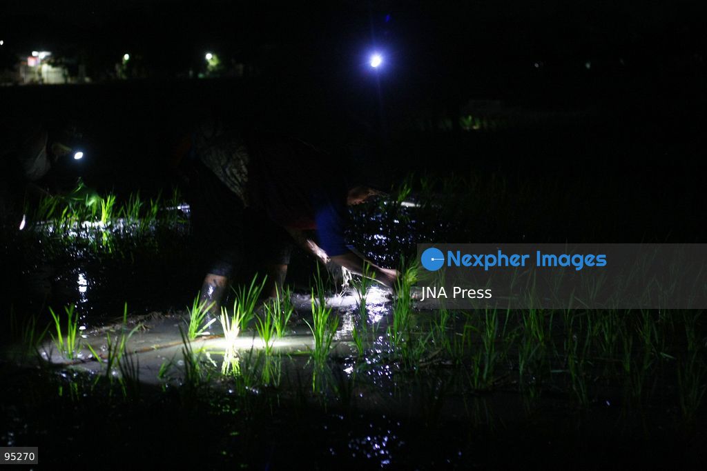 NGAWI, EAST JAVA, INDONESIA, SEPTEMBER 20, 2026: Farm workers plant rice at night in Ngawi, East Java, as farmers adjust their working hours to avoid high daytime temperatures during the dry season. Agricultural workers in the area have increasingly moved rice planting to nighttime, when temperatures are cooler and conditions are more manageable for fieldwork. Photo by Hayu Yudha / JNA Press. (Photo by Hayu Yudha Prabowo/JNA Press via Nexpher Images)