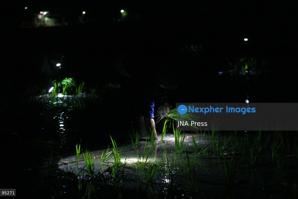 NGAWI, EAST JAVA, INDONESIA, SEPTEMBER 20, 2026: Farm workers plant rice at night in Ngawi, East Java, as farmers adjust their working hours to avoid high daytime temperatures during the dry season. Agricultural workers in the area have increasingly moved rice planting to nighttime, when temperatures are cooler and conditions are more manageable for fieldwork. Photo by Hayu Yudha / JNA Press. (Photo by Hayu Yudha Prabowo/JNA Press via Nexpher Images)