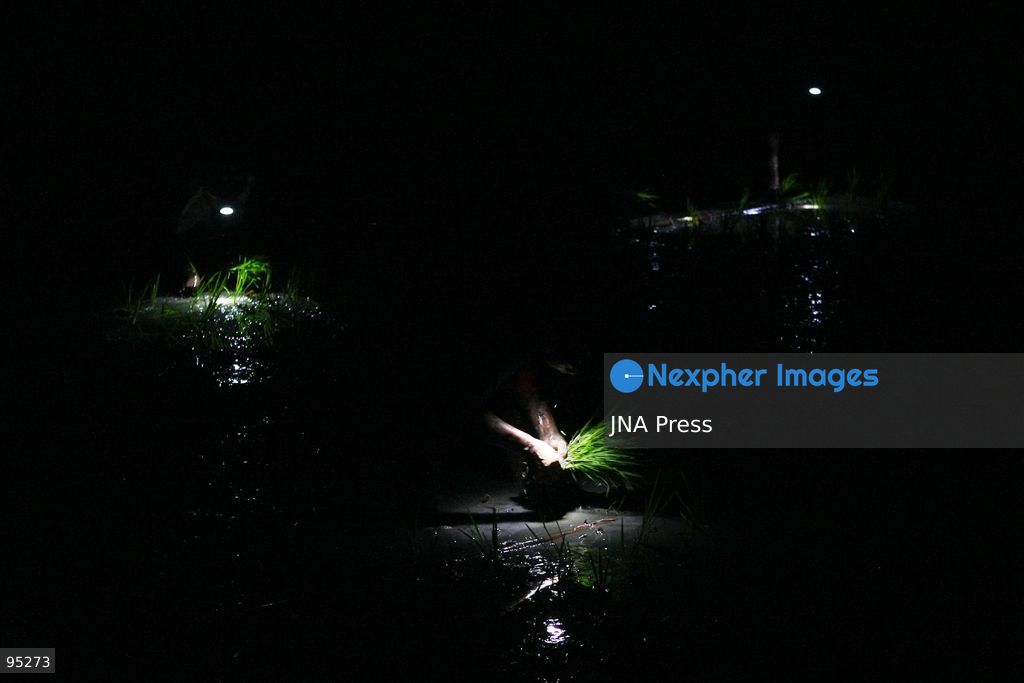 NGAWI, EAST JAVA, INDONESIA, SEPTEMBER 20, 2026: Farm workers plant rice at night in Ngawi, East Java, as farmers adjust their working hours to avoid high daytime temperatures during the dry season. Agricultural workers in the area have increasingly moved rice planting to nighttime, when temperatures are cooler and conditions are more manageable for fieldwork. Photo by Hayu Yudha / JNA Press. (Photo by Hayu Yudha Prabowo/JNA Press via Nexpher Images)