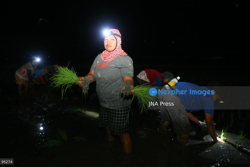 NGAWI, EAST JAVA, INDONESIA, SEPTEMBER 20, 2026: Farm workers plant rice at night in Ngawi, East Java, as farmers adjust their working hours to avoid high daytime temperatures during the dry season. Agricultural workers in the area have increasingly moved rice planting to nighttime, when temperatures are cooler and conditions are more manageable for fieldwork. Photo by Hayu Yudha / JNA Press. (Photo by Hayu Yudha Prabowo/JNA Press via Nexpher Images)