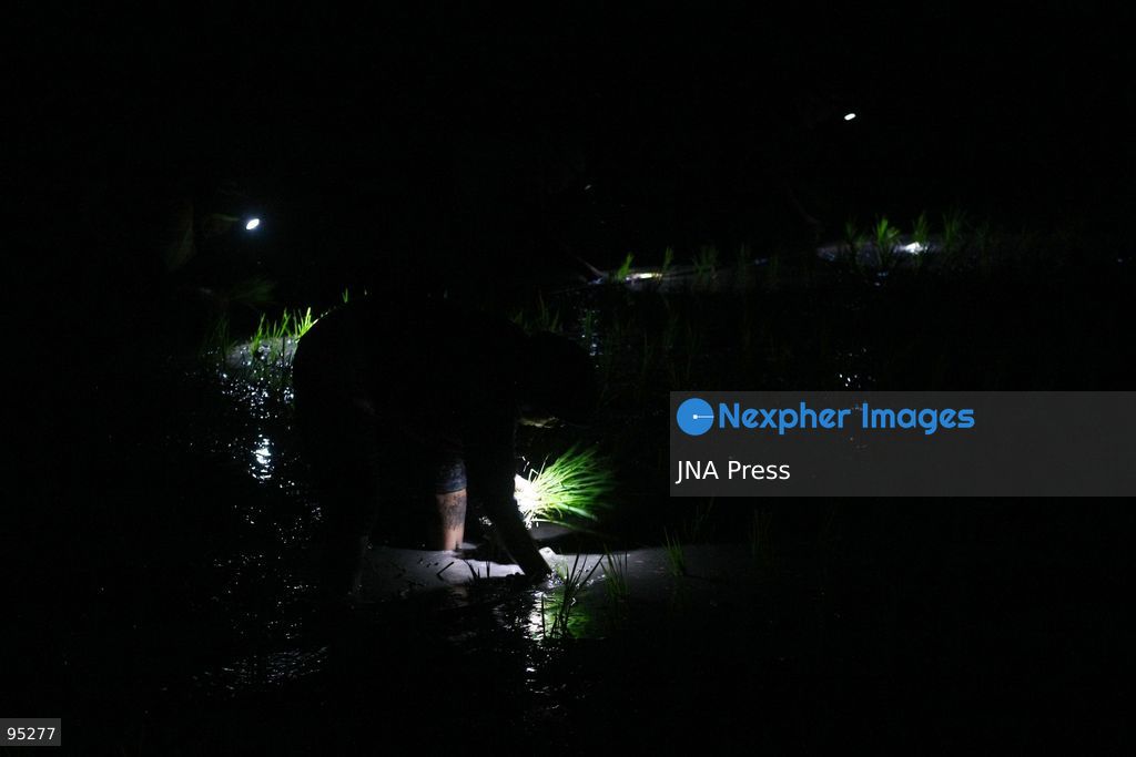 NGAWI, EAST JAVA, INDONESIA, SEPTEMBER 20, 2026: Farm workers plant rice at night in Ngawi, East Java, as farmers adjust their working hours to avoid high daytime temperatures during the dry season. Agricultural workers in the area have increasingly moved rice planting to nighttime, when temperatures are cooler and conditions are more manageable for fieldwork. Photo by Hayu Yudha / JNA Press. (Photo by Hayu Yudha Prabowo/JNA Press via Nexpher Images)