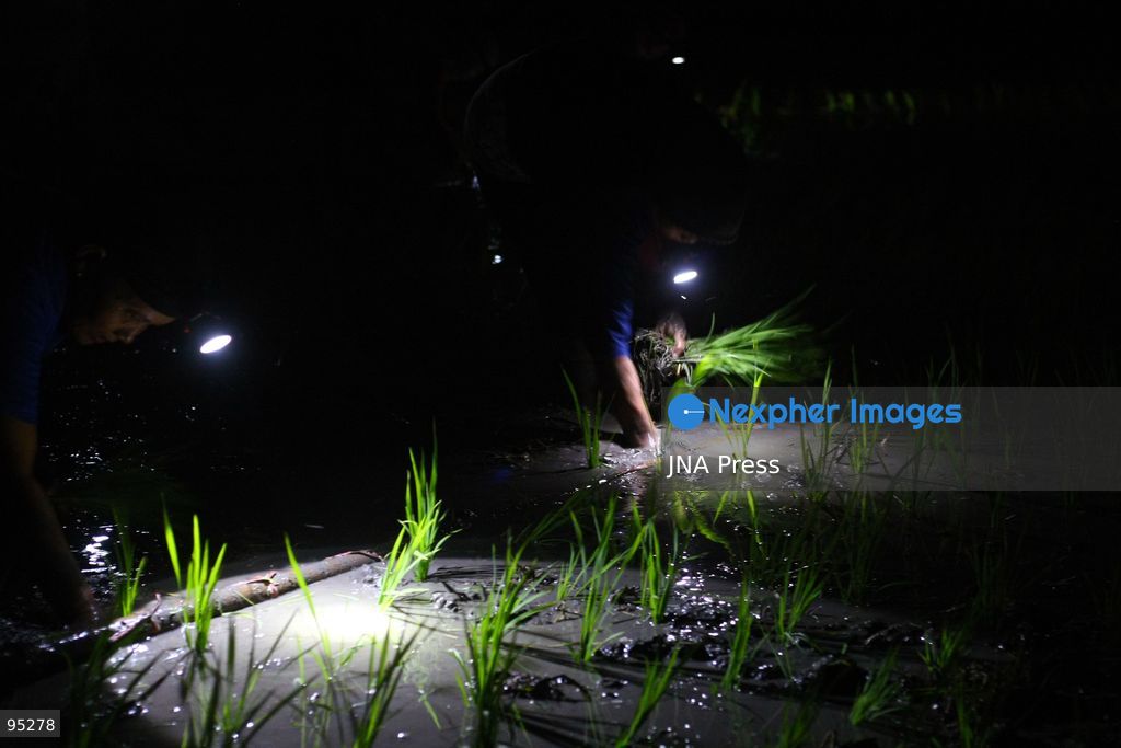 NGAWI, EAST JAVA, INDONESIA, SEPTEMBER 20, 2026: Farm workers plant rice at night in Ngawi, East Java, as farmers adjust their working hours to avoid high daytime temperatures during the dry season. Agricultural workers in the area have increasingly moved rice planting to nighttime, when temperatures are cooler and conditions are more manageable for fieldwork. Photo by Hayu Yudha / JNA Press. (Photo by Hayu Yudha Prabowo/JNA Press via Nexpher Images)
