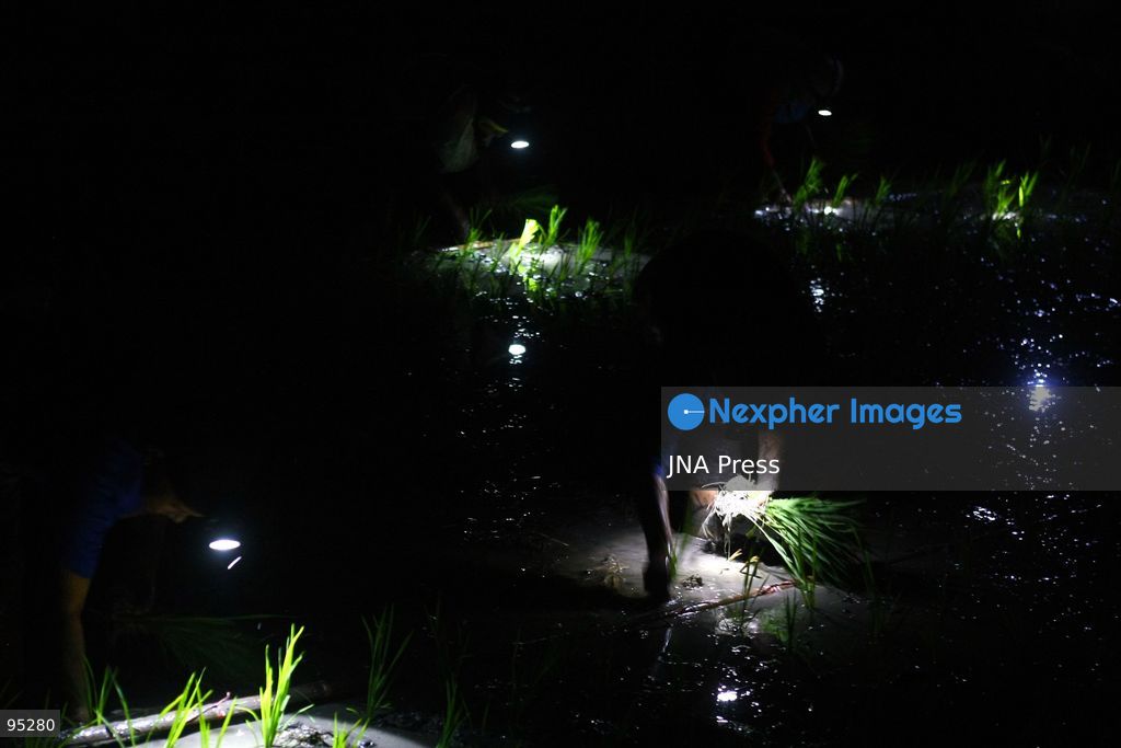 NGAWI, EAST JAVA, INDONESIA, SEPTEMBER 20, 2026: Farm workers plant rice at night in Ngawi, East Java, as farmers adjust their working hours to avoid high daytime temperatures during the dry season. Agricultural workers in the area have increasingly moved rice planting to nighttime, when temperatures are cooler and conditions are more manageable for fieldwork. Photo by Hayu Yudha / JNA Press. (Photo by Hayu Yudha Prabowo/JNA Press via Nexpher Images)