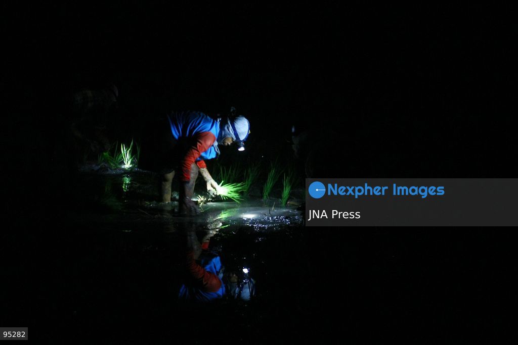 NGAWI, EAST JAVA, INDONESIA, SEPTEMBER 20, 2026: Farm workers plant rice at night in Ngawi, East Java, as farmers adjust their working hours to avoid high daytime temperatures during the dry season. Agricultural workers in the area have increasingly moved rice planting to nighttime, when temperatures are cooler and conditions are more manageable for fieldwork. Photo by Hayu Yudha / JNA Press. (Photo by Hayu Yudha Prabowo/JNA Press via Nexpher Images)