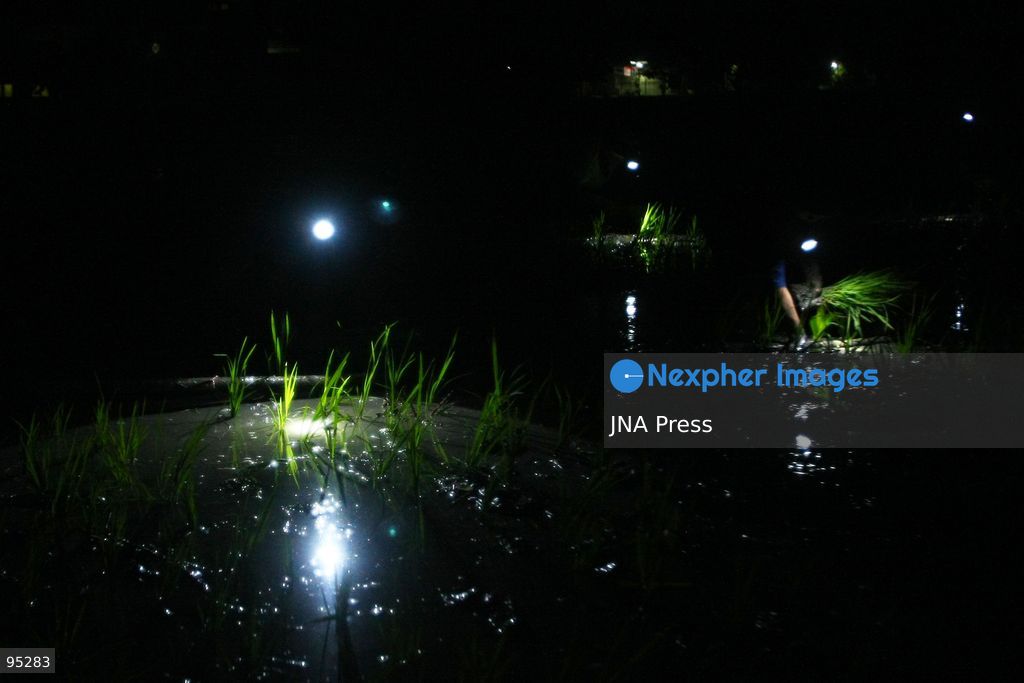 NGAWI, EAST JAVA, INDONESIA, SEPTEMBER 20, 2026: Farm workers plant rice at night in Ngawi, East Java, as farmers adjust their working hours to avoid high daytime temperatures during the dry season. Agricultural workers in the area have increasingly moved rice planting to nighttime, when temperatures are cooler and conditions are more manageable for fieldwork. Photo by Hayu Yudha / JNA Press. (Photo by Hayu Yudha Prabowo/JNA Press via Nexpher Images)