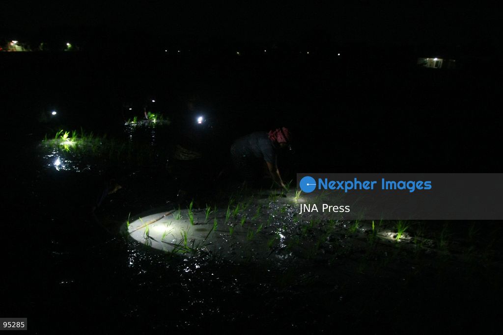 NGAWI, EAST JAVA, INDONESIA, SEPTEMBER 20, 2026: Farm workers plant rice at night in Ngawi, East Java, as farmers adjust their working hours to avoid high daytime temperatures during the dry season. Agricultural workers in the area have increasingly moved rice planting to nighttime, when temperatures are cooler and conditions are more manageable for fieldwork. Photo by Hayu Yudha / JNA Press. (Photo by Hayu Yudha Prabowo/JNA Press via Nexpher Images)