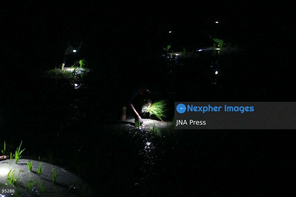 NGAWI, EAST JAVA, INDONESIA, SEPTEMBER 20, 2026: Farm workers plant rice at night in Ngawi, East Java, as farmers adjust their working hours to avoid high daytime temperatures during the dry season. Agricultural workers in the area have increasingly moved rice planting to nighttime, when temperatures are cooler and conditions are more manageable for fieldwork. Photo by Hayu Yudha / JNA Press. (Photo by Hayu Yudha Prabowo/JNA Press via Nexpher Images)