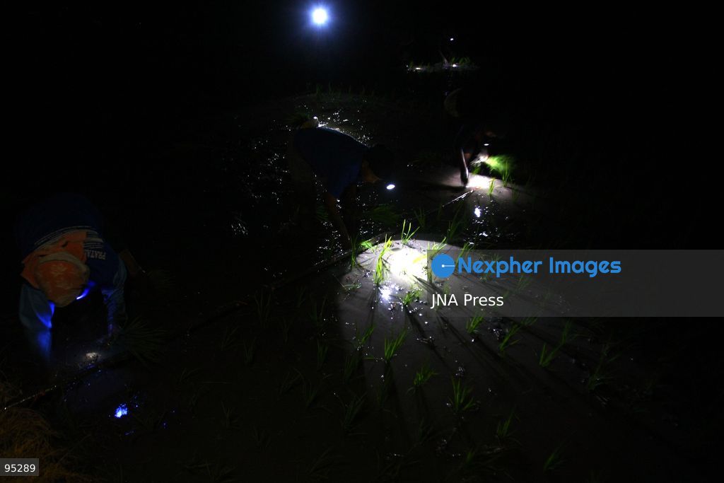 NGAWI, EAST JAVA, INDONESIA, SEPTEMBER 20, 2026: Farm workers plant rice at night in Ngawi, East Java, as farmers adjust their working hours to avoid high daytime temperatures during the dry season. Agricultural workers in the area have increasingly moved rice planting to nighttime, when temperatures are cooler and conditions are more manageable for fieldwork. Photo by Hayu Yudha / JNA Press. (Photo by Hayu Yudha Prabowo/JNA Press via Nexpher Images)