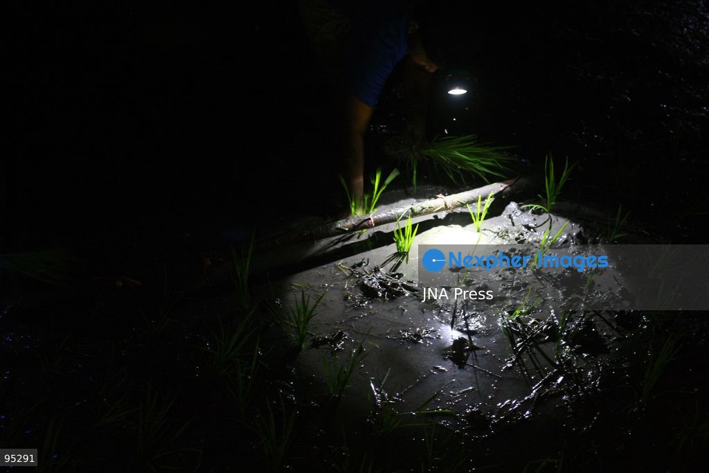 NGAWI, EAST JAVA, INDONESIA, SEPTEMBER 20, 2026: Farm workers plant rice at night in Ngawi, East Java, as farmers adjust their working hours to avoid high daytime temperatures during the dry season. Agricultural workers in the area have increasingly moved rice planting to nighttime, when temperatures are cooler and conditions are more manageable for fieldwork. Photo by Hayu Yudha / JNA Press. (Photo by Hayu Yudha Prabowo/JNA Press via Nexpher Images)
