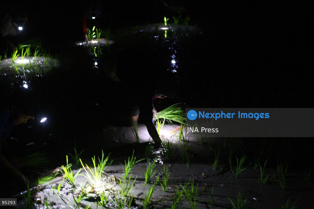 NGAWI, EAST JAVA, INDONESIA, SEPTEMBER 20, 2026: Farm workers plant rice at night in Ngawi, East Java, as farmers adjust their working hours to avoid high daytime temperatures during the dry season. Agricultural workers in the area have increasingly moved rice planting to nighttime, when temperatures are cooler and conditions are more manageable for fieldwork. Photo by Hayu Yudha / JNA Press. (Photo by Hayu Yudha Prabowo/JNA Press via Nexpher Images)