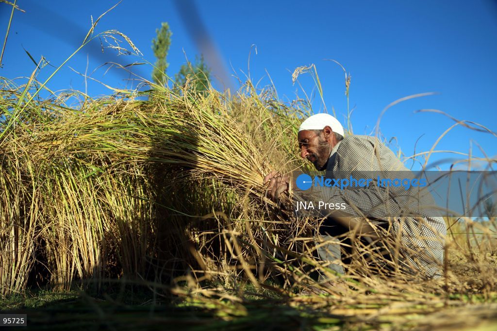 PULWAMA, JAMMU AND KASHMIR, INDIA, SEPTEMBER 22, 2026: Farmers harvest paddy in fields in Pulwama as the annual rice harvest season gets underway across Kashmir. The harvest marks the culmination of months of cultivation and remains an important source of income and food for farming families across the region. Photo by Nisar Ul Haq Allaie / JNA Press. (Photo by Nisar Ul Haq Allai/JNA Press via Nexpher Images)