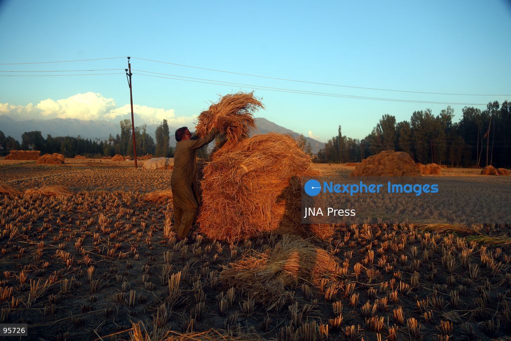 PULWAMA, JAMMU AND KASHMIR, INDIA, SEPTEMBER 22, 2026: Farmers harvest paddy in fields in Pulwama as the annual rice harvest season gets underway across Kashmir. The harvest marks the culmination of months of cultivation and remains an important source of income and food for farming families across the region. Photo by Nisar Ul Haq Allaie / JNA Press. (Photo by Nisar Ul Haq Allai/JNA Press via Nexpher Images)