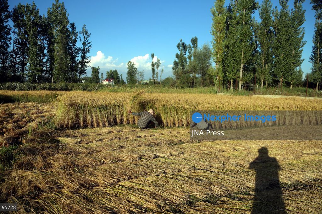PULWAMA, JAMMU AND KASHMIR, INDIA, SEPTEMBER 22, 2026: Farmers harvest paddy in fields in Pulwama as the annual rice harvest season gets underway across Kashmir. The harvest marks the culmination of months of cultivation and remains an important source of income and food for farming families across the region. Photo by Nisar Ul Haq Allaie / JNA Press. (Photo by Nisar Ul Haq Allai/JNA Press via Nexpher Images)