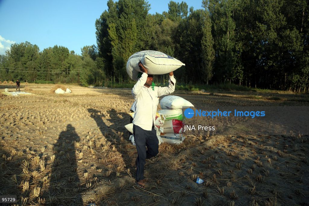 PULWAMA, JAMMU AND KASHMIR, INDIA, SEPTEMBER 22, 2026: Farmers harvest paddy in fields in Pulwama as the annual rice harvest season gets underway across Kashmir. The harvest marks the culmination of months of cultivation and remains an important source of income and food for farming families across the region. Photo by Nisar Ul Haq Allaie / JNA Press. (Photo by Nisar Ul Haq Allai/JNA Press via Nexpher Images)