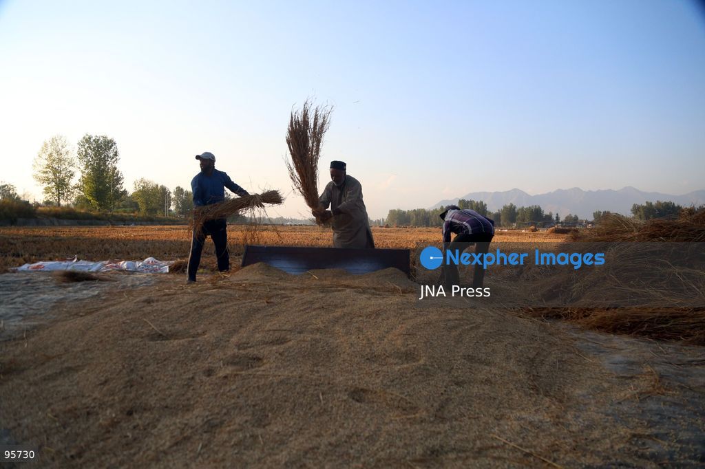 PULWAMA, JAMMU AND KASHMIR, INDIA, SEPTEMBER 22, 2026: Farmers harvest paddy in fields in Pulwama as the annual rice harvest season gets underway across Kashmir. The harvest marks the culmination of months of cultivation and remains an important source of income and food for farming families across the region. Photo by Nisar Ul Haq Allaie / JNA Press. (Photo by Nisar Ul Haq Allai/JNA Press via Nexpher Images)
