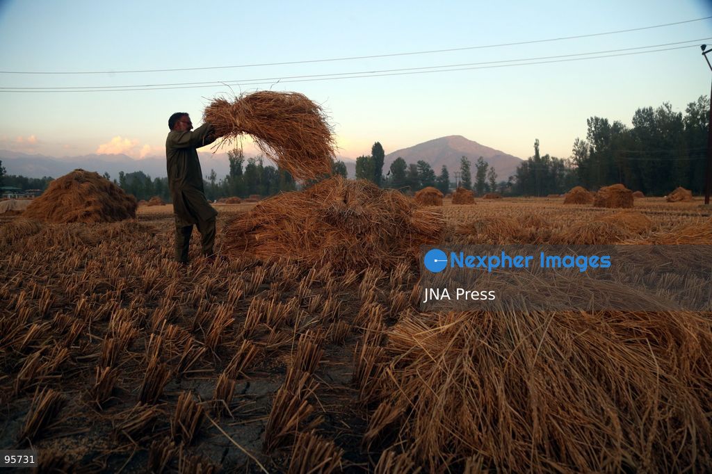 PULWAMA, JAMMU AND KASHMIR, INDIA, SEPTEMBER 22, 2026: Farmers harvest paddy in fields in Pulwama as the annual rice harvest season gets underway across Kashmir. The harvest marks the culmination of months of cultivation and remains an important source of income and food for farming families across the region. Photo by Nisar Ul Haq Allaie / JNA Press. (Photo by Nisar Ul Haq Allai/JNA Press via Nexpher Images)