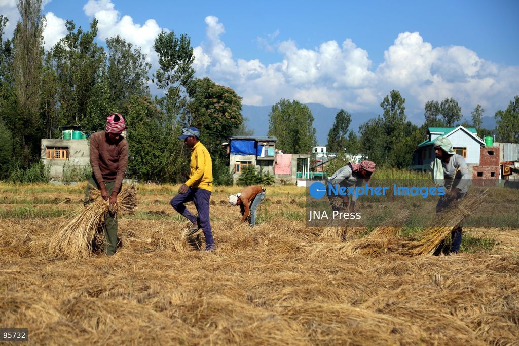 PULWAMA, JAMMU AND KASHMIR, INDIA, SEPTEMBER 22, 2026: Farmers harvest paddy in fields in Pulwama as the annual rice harvest season gets underway across Kashmir. The harvest marks the culmination of months of cultivation and remains an important source of income and food for farming families across the region. Photo by Nisar Ul Haq Allaie / JNA Press. (Photo by Nisar Ul Haq Allai/JNA Press via Nexpher Images)