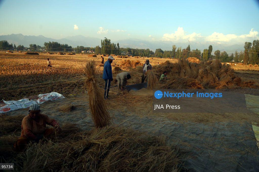 PULWAMA, JAMMU AND KASHMIR, INDIA, SEPTEMBER 22, 2026: Farmers harvest paddy in fields in Pulwama as the annual rice harvest season gets underway across Kashmir. The harvest marks the culmination of months of cultivation and remains an important source of income and food for farming families across the region. Photo by Nisar Ul Haq Allaie / JNA Press. (Photo by Nisar Ul Haq Allai/JNA Press via Nexpher Images)